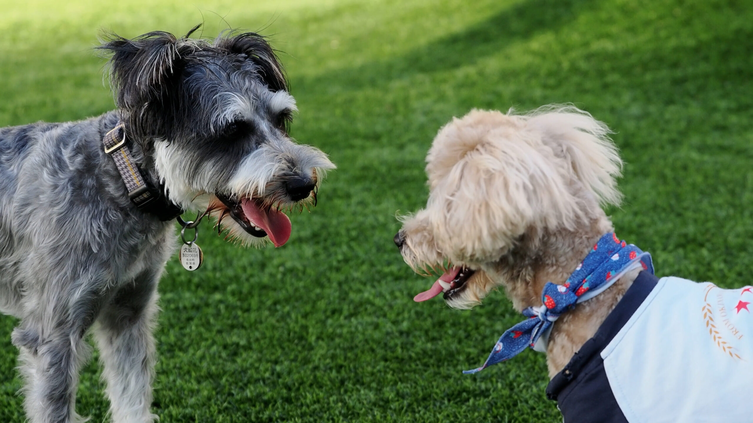 人工芝のドッグランで向かい合う2匹の犬