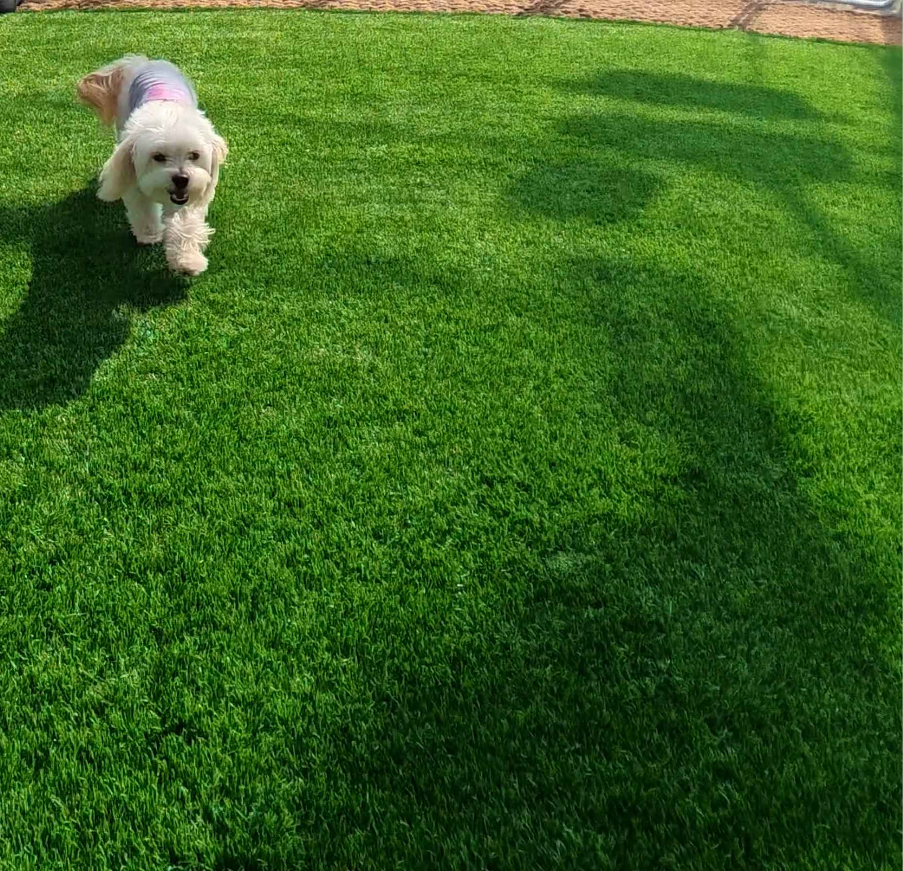 人工芝のドッグランを走る犬