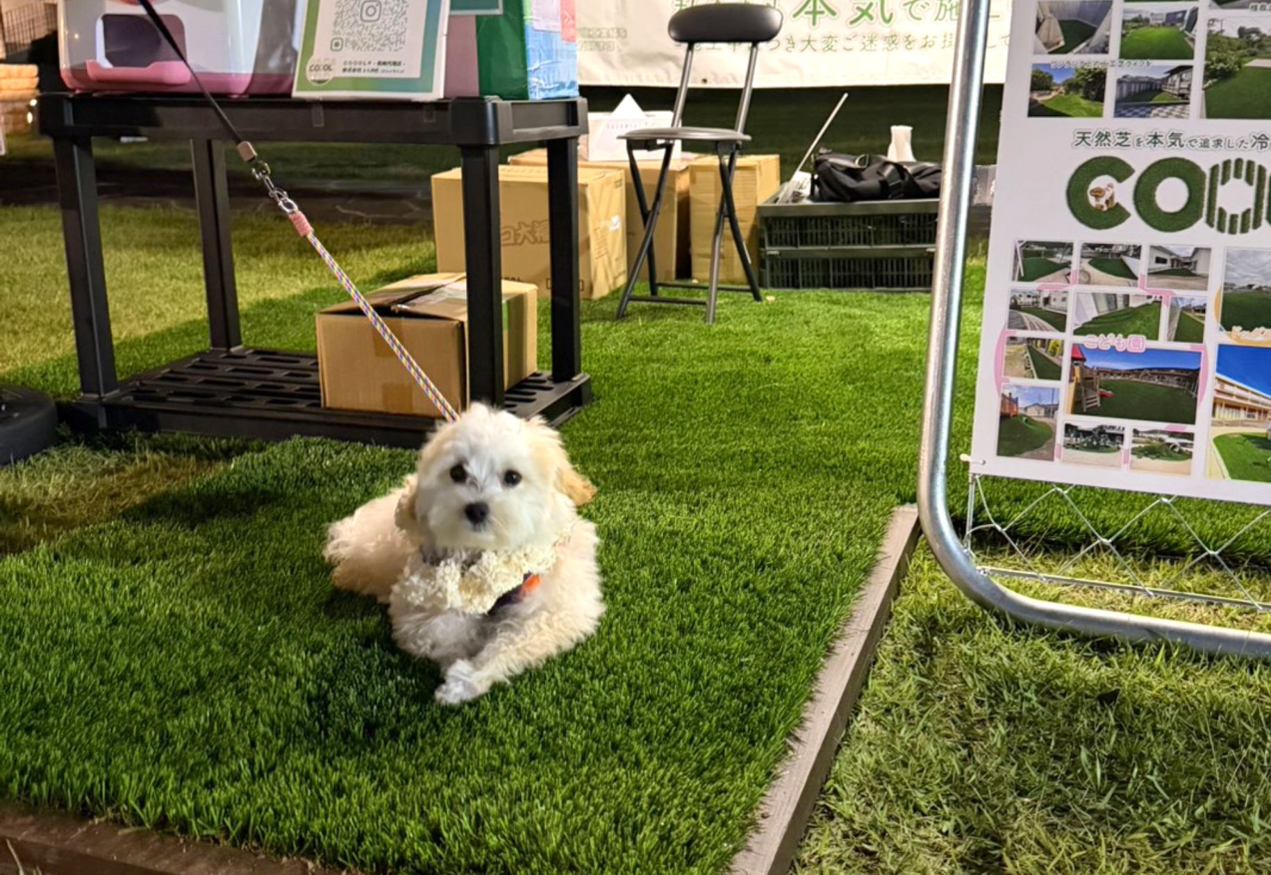 人工芝の上でくつろぐ小型犬