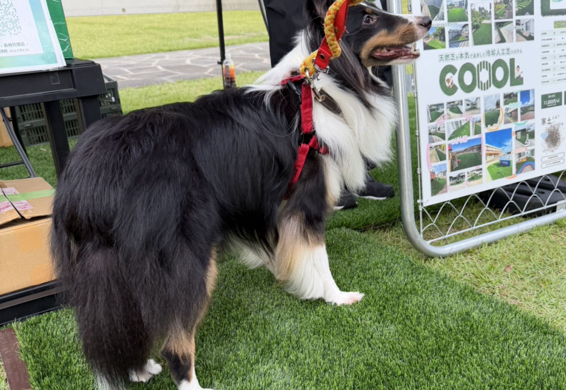 人工芝「COOOL」の展示パネルの前に立つ犬